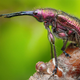 El segundo puesto fue para “Big Nose”, un gorgojo (Curculionidae) fotograf en Eslovaquia.
Foto: Richard Kubica